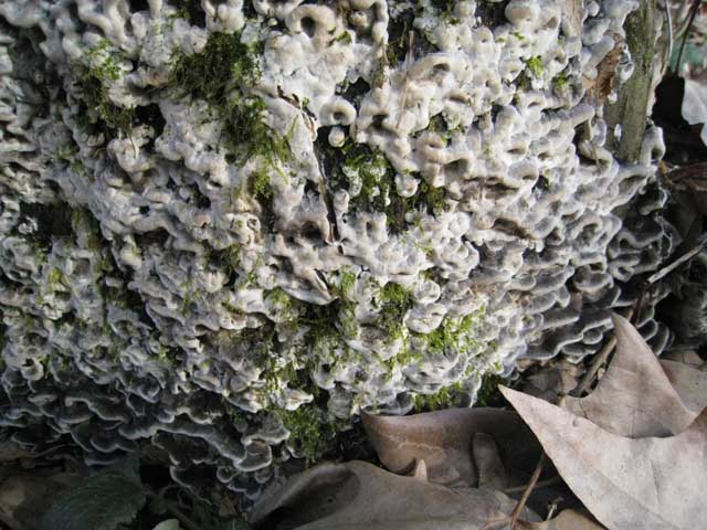 Tra vecchi Aphyllophorales e primordi primaverili